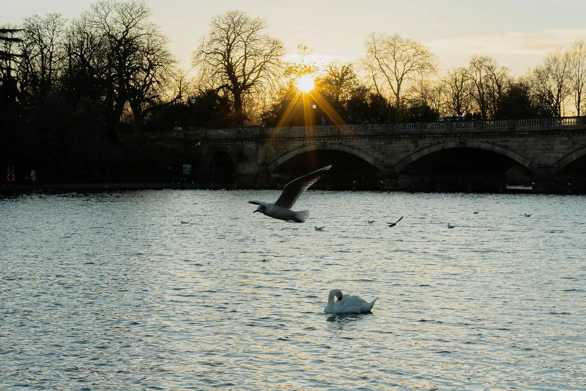 En måke flyr lavt over Serpentine i Hyde Park i solnedgang, med Serpentine Bridge i bakgrunnen