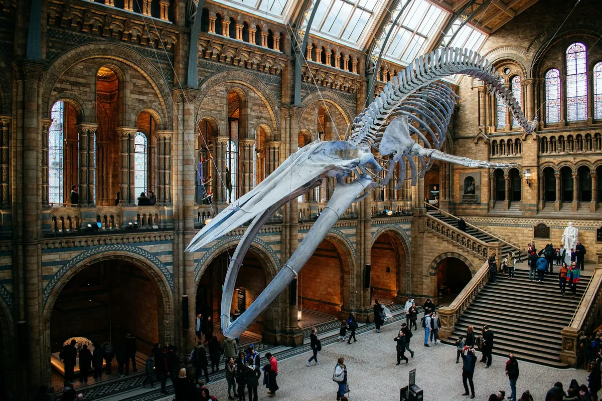 Skjelettet av en blåhval henger fra taket i Hintze Hall i Natural History Museum, med besøkende under