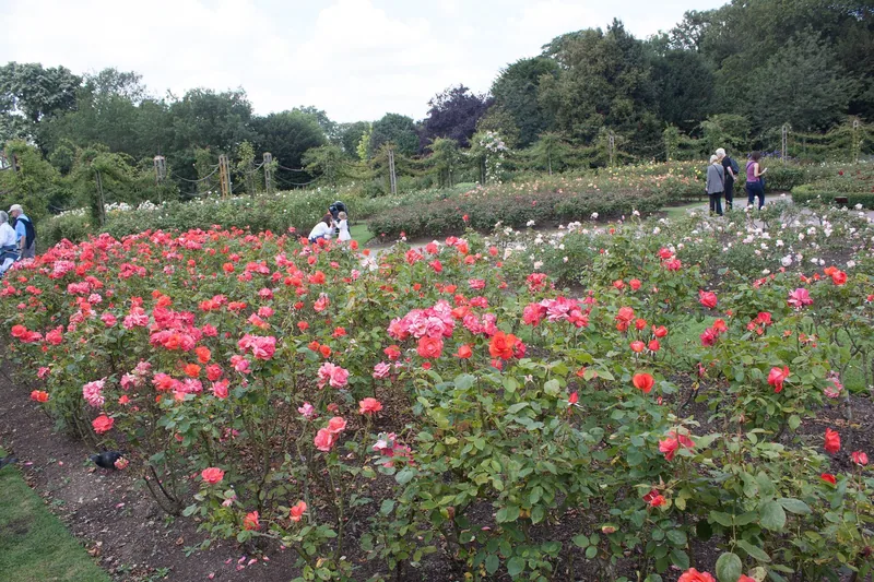Bed med røde og rosa roser i Queen Mary's Gardens i Regent's Park