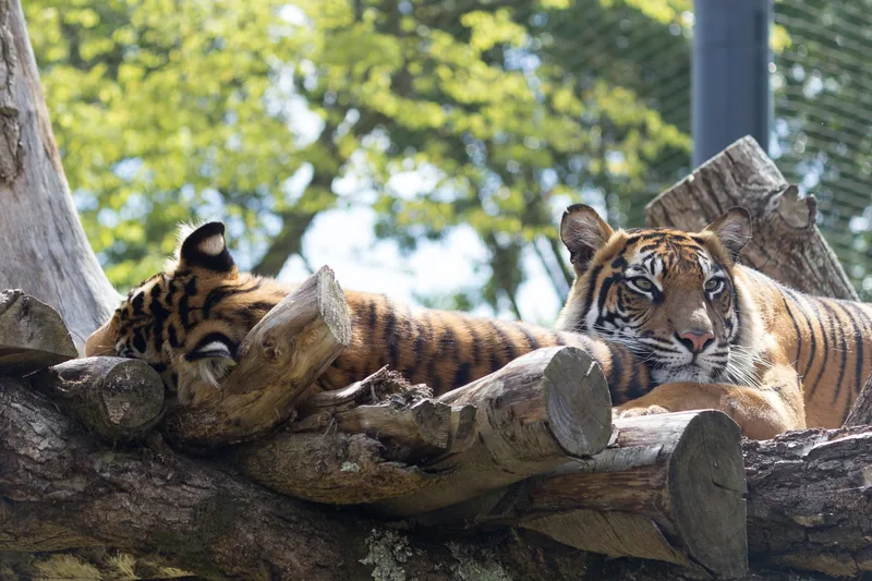 Sumatratiger og unge hviler på trestammer i tigeranlegget i London Zoo