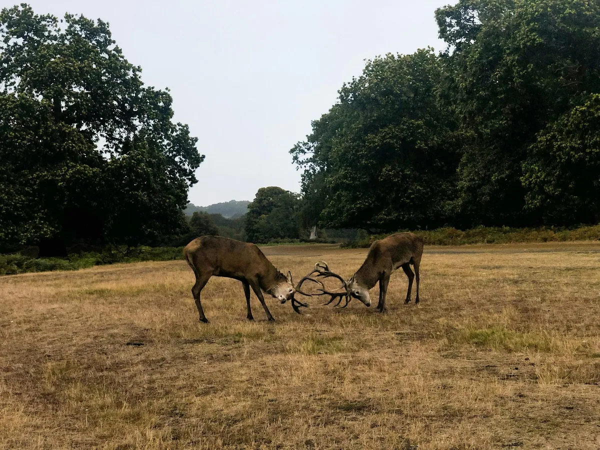 To kronhjorter som stanger gevir på en gresslette omkranset av store eiketrær i Richmond Park