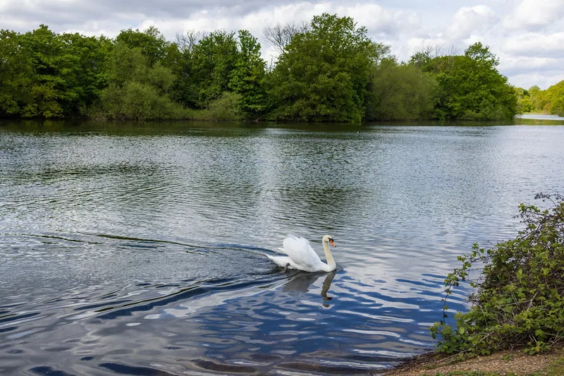 En svane på Heronry Pond i Wanstead Park, omkranset av frodige trær en vårdag