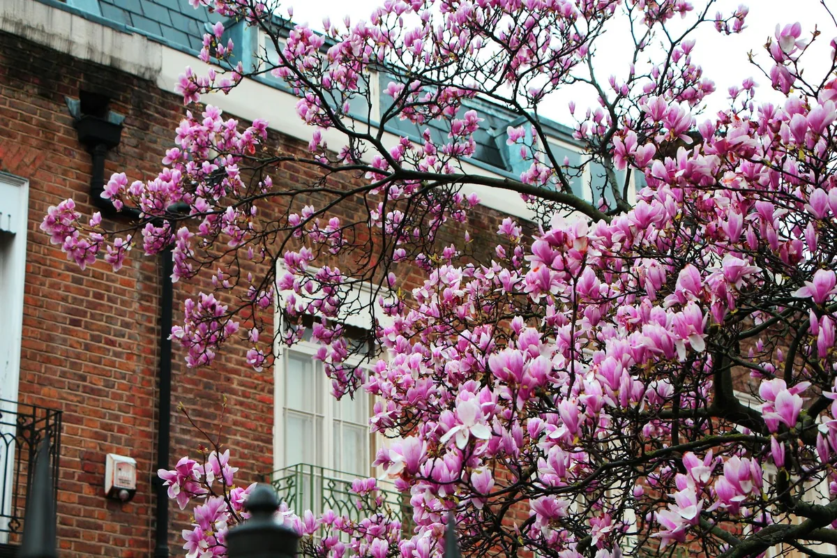 Rosa magnolia i full blomst foran et murhus i London om våren