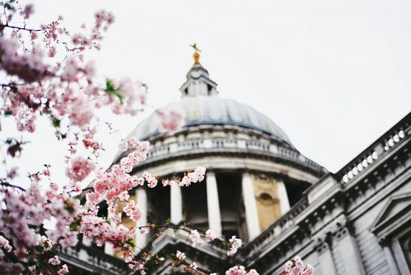 Rosa kirsebærblomster foran kuppelen på St Paul's Cathedral