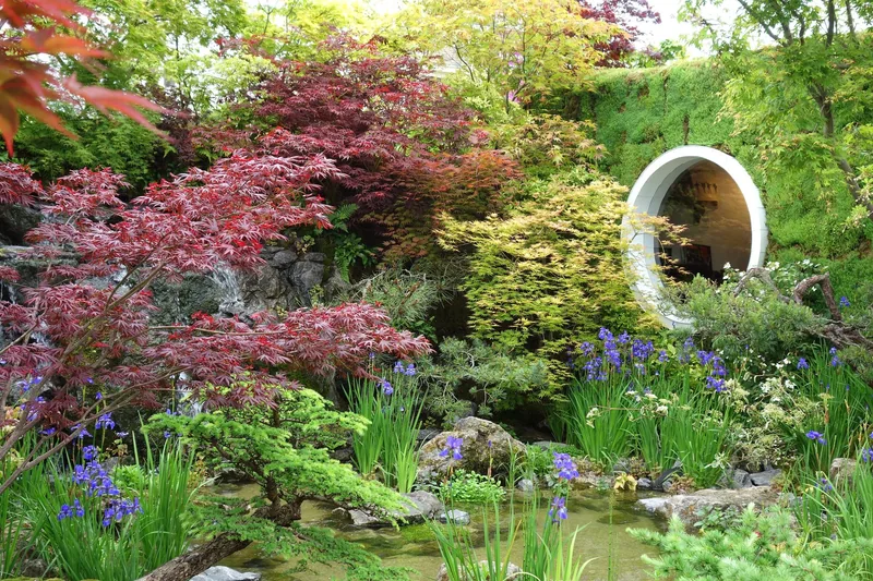 Visningshage med røde japanlønner, blå iris og en liten dam på Chelsea Flower Show